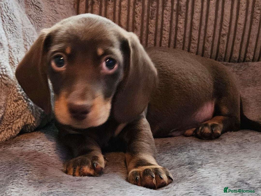 Dachshund dogs for sale: Miniature Dachshund puppy's for sale - Image 8