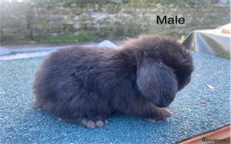 Mini Lop rabbits for sale: Mini lops - Image 4