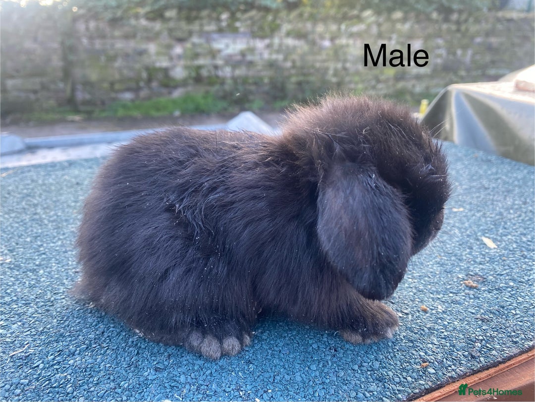 Mini Lop rabbits for sale: Mini lops - Image 4