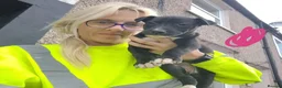 Lurcher dogs for sale: Collie bull greys - Advert 5