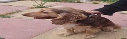 Cocker Spaniel dogs for sale: Beautiful Cocker spaniel female  - Advert 5