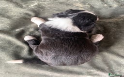 Bernedoodle dogs for sale: F1 Standard Bernedoodle Puppies LN8 - Image 9