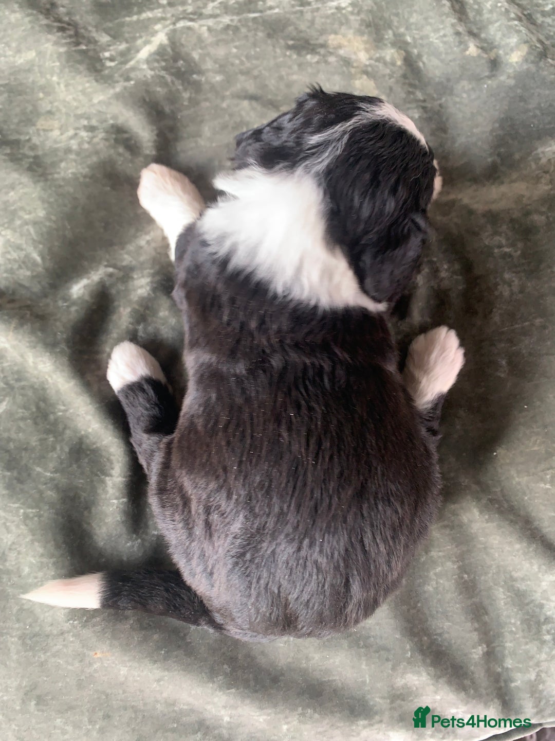 Bernedoodle dogs for sale: F1 Standard Bernedoodle Puppies LN8 - Image 9
