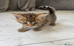 Bengal cats for sale: Bengal Kittens Ready2Go (Mother is TICA certified) in London - Image 12