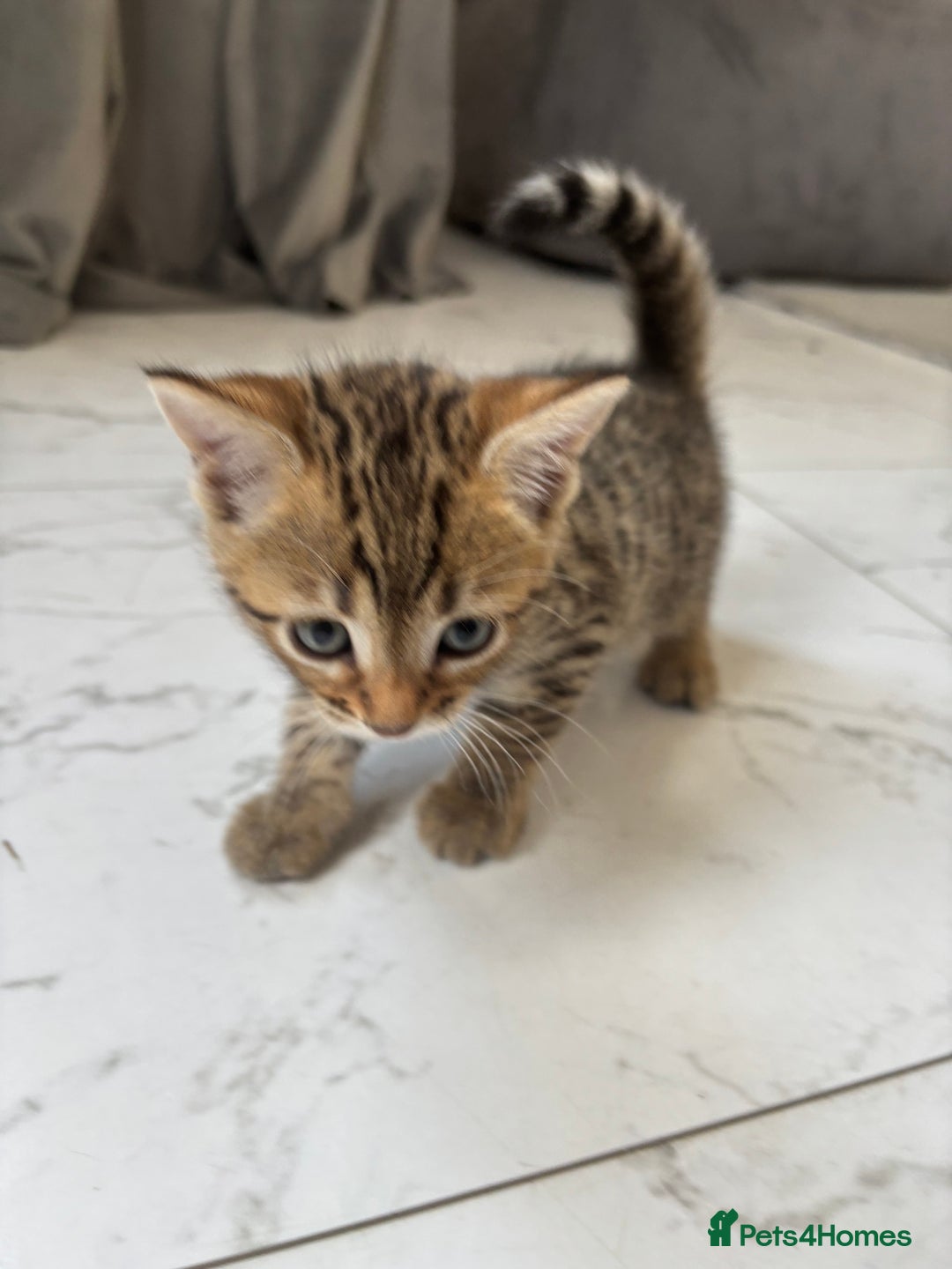 Bengal cats for sale: Bengal Kittens Ready2Go (Mother is TICA certified) in London - Image 12