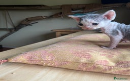 Devon Rex cats for sale: Adorable pure Devon Rex kittens  - Image 25