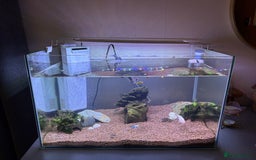 Catfish fish for sale: Fish tank and fish free  - Image 2