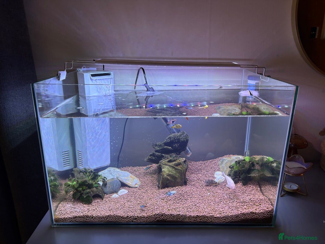 Catfish fish for sale: Fish tank and fish free  - Image 2
