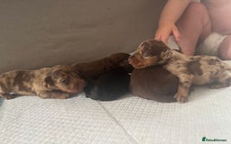 Miniature Dachshund dogs for sale: REDUCED Miniature dachshund Last Two available  in Hook - Image 14