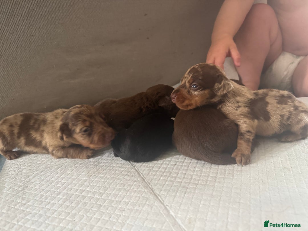 Miniature Dachshund dogs for sale: REDUCED Miniature dachshund Last Two available  in Hook - Image 14