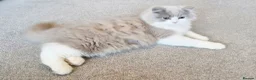 British Longhair cats for sale: Amazing loving boy  - Advert 18