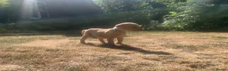 Labrador Retriever dogs for sale:  KC Labrador puppies   - Advert 35