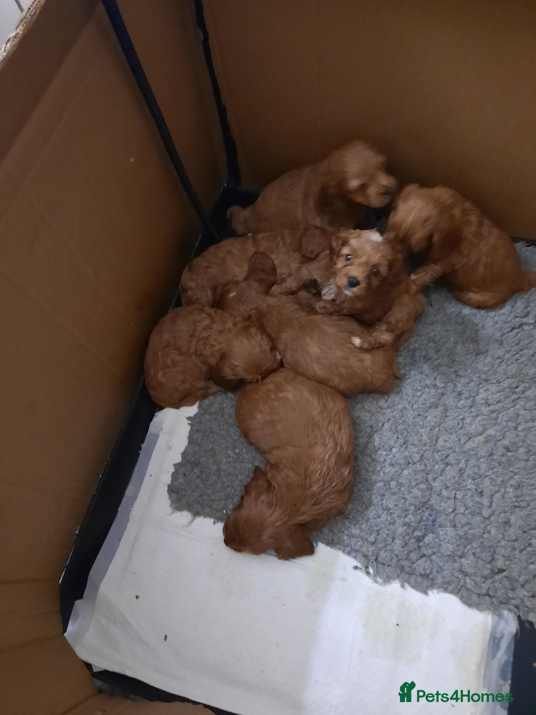 Cavapoo dogs for sale:  Cavapoo  - Advert 10