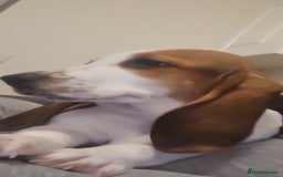 Basset Hound dogs for sale: Bassett Hound Puppies for Sale - Image 1