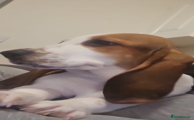 Basset Hound dogs - Advert 1