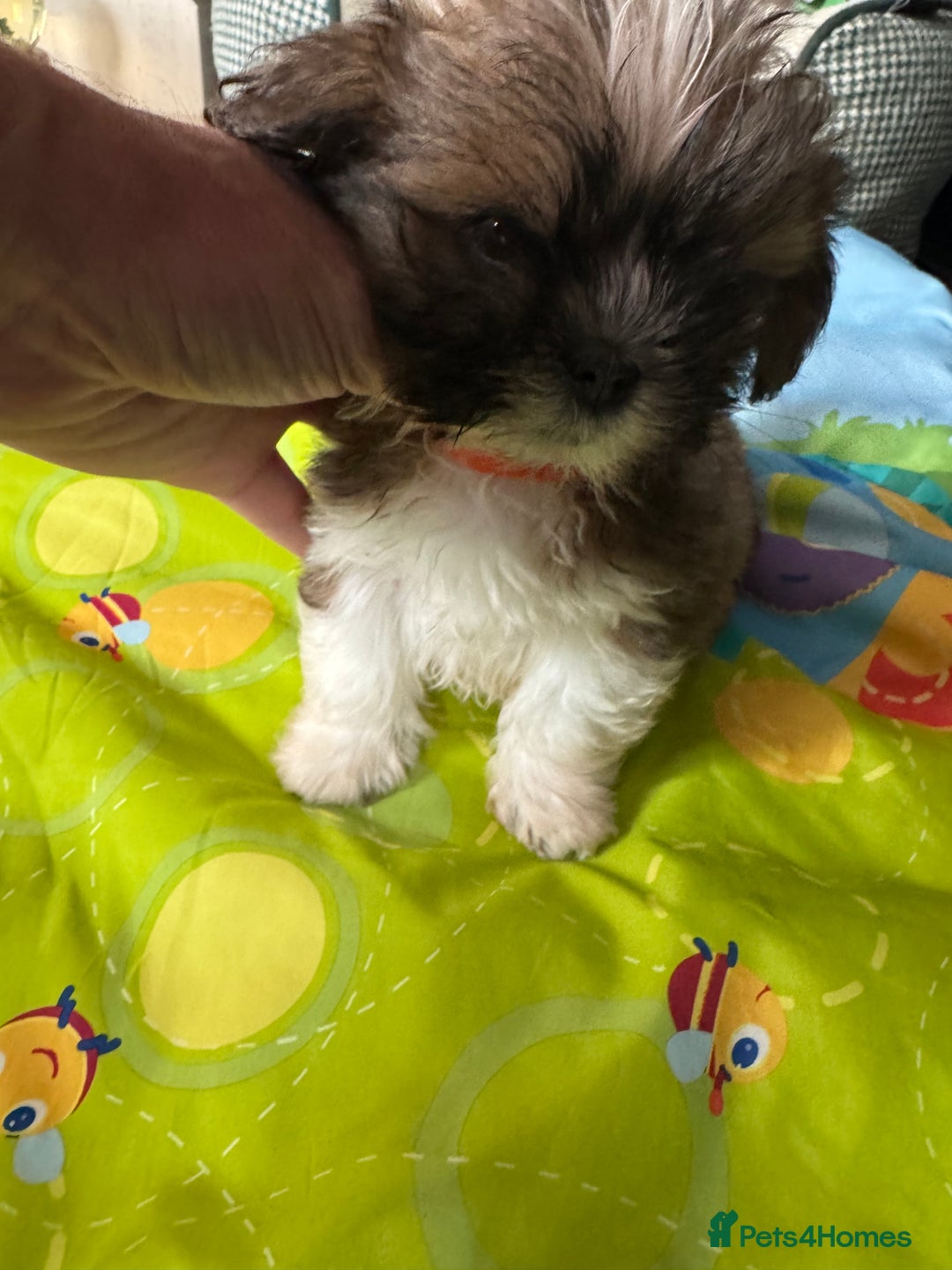 Lhasa Apso dogs for sale: KC reg female Lhasa apso puppy PRA clear  - Advert 9