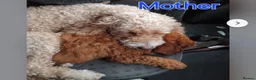 Cockapoo dogs for sale: Cockapoo Puppies X2 Girls & X5 Boys  in Saltburn-by-the-Sea - Advert 2