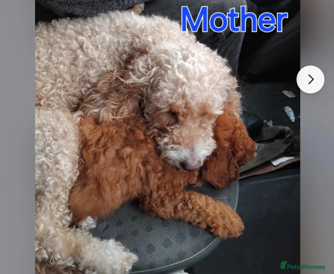 Cockapoo dogs for sale: Cockapoo Puppies X2 Girls & X5 Boys  in Saltburn-by-the-Sea - Advert 2