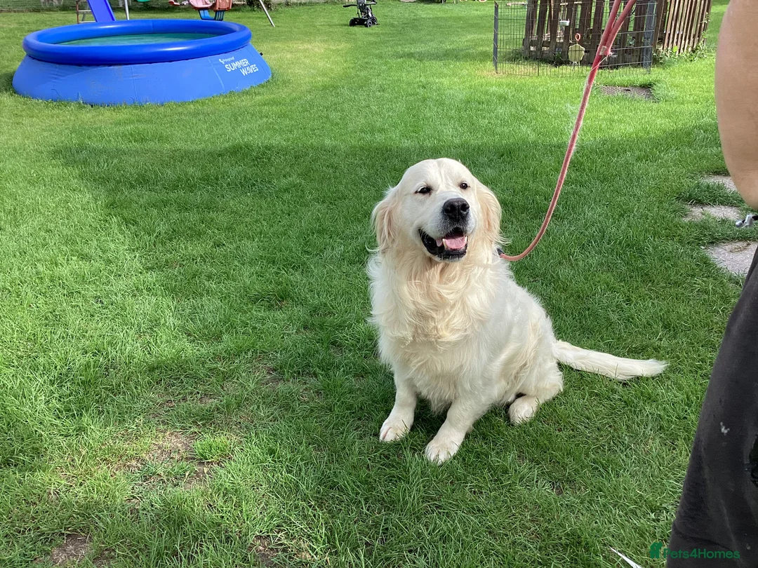 Golden Retriever dogs for stud: Stud dog for sale or pet home  - Advert 1