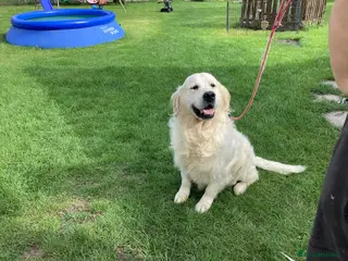 Golden Retriever dogs Stud dog for sale or pet home - Advert 2