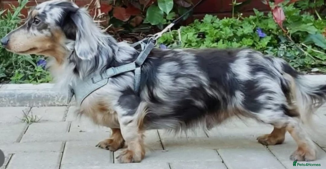 Miniature Dachshund dogs for sale: MAGNIFICENT LONG-HAIRED DACHSHUND PUPPIES - Advert 5