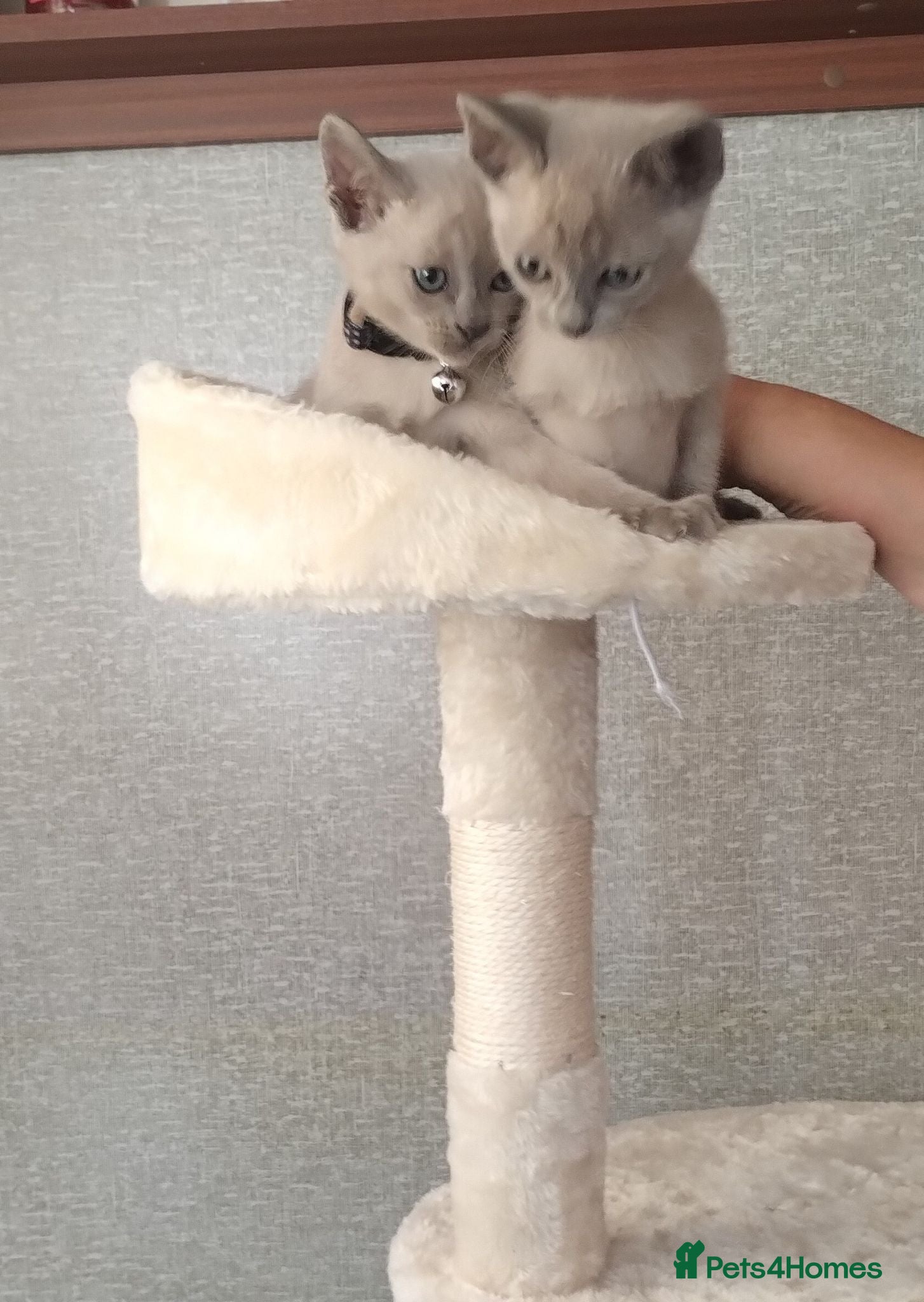Mixed Breed cats Really cute Burmese x Siamese kittens  - Advert 1