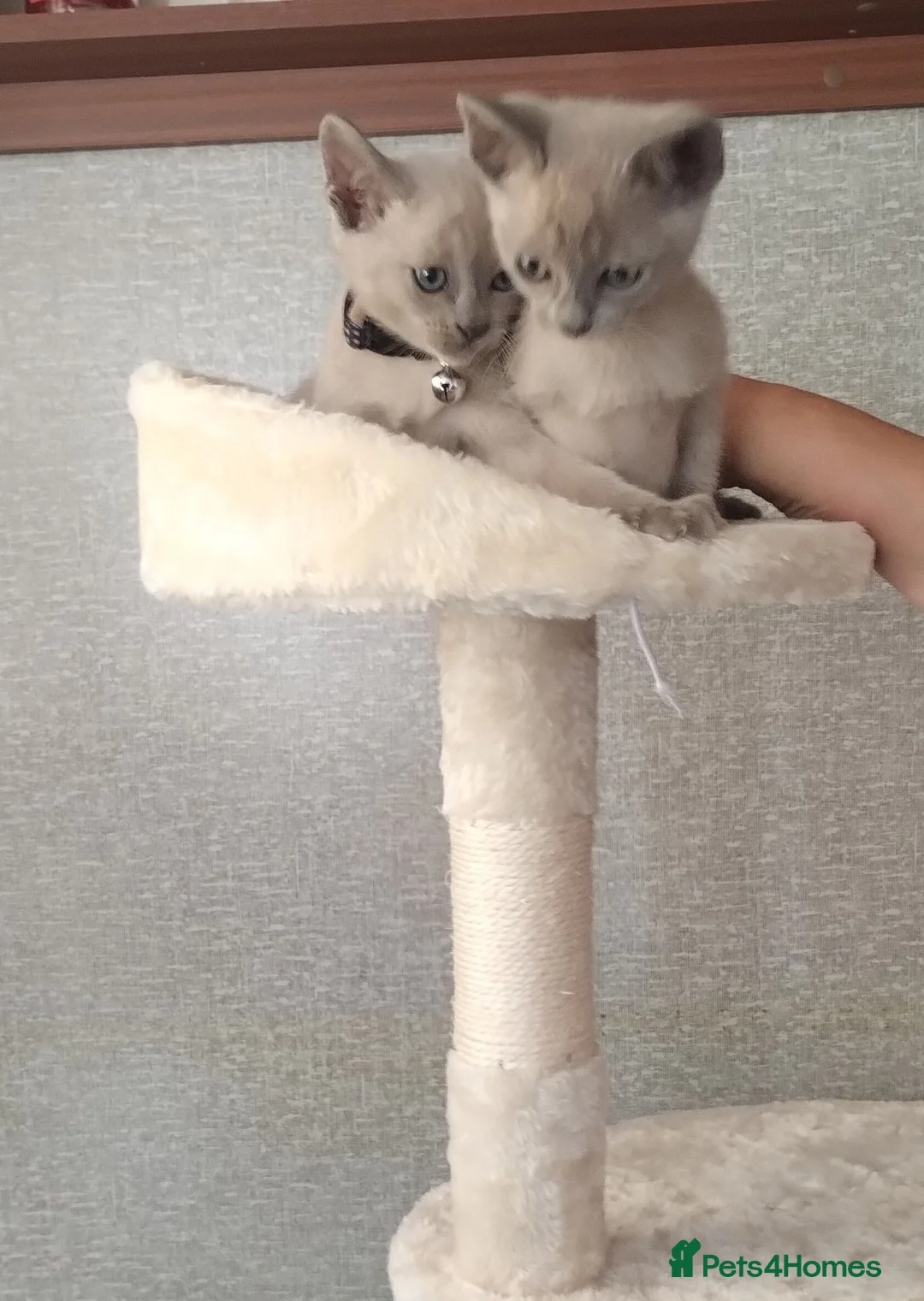 Mixed Breed cats for sale: Really cute Burmese x Siamese kittens  - Advert 1