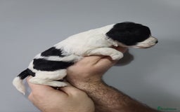 Cockapoo dogs for sale: F1 Cockapoos, Parti Roan. DNA HEALTH TESTED - Image 15
