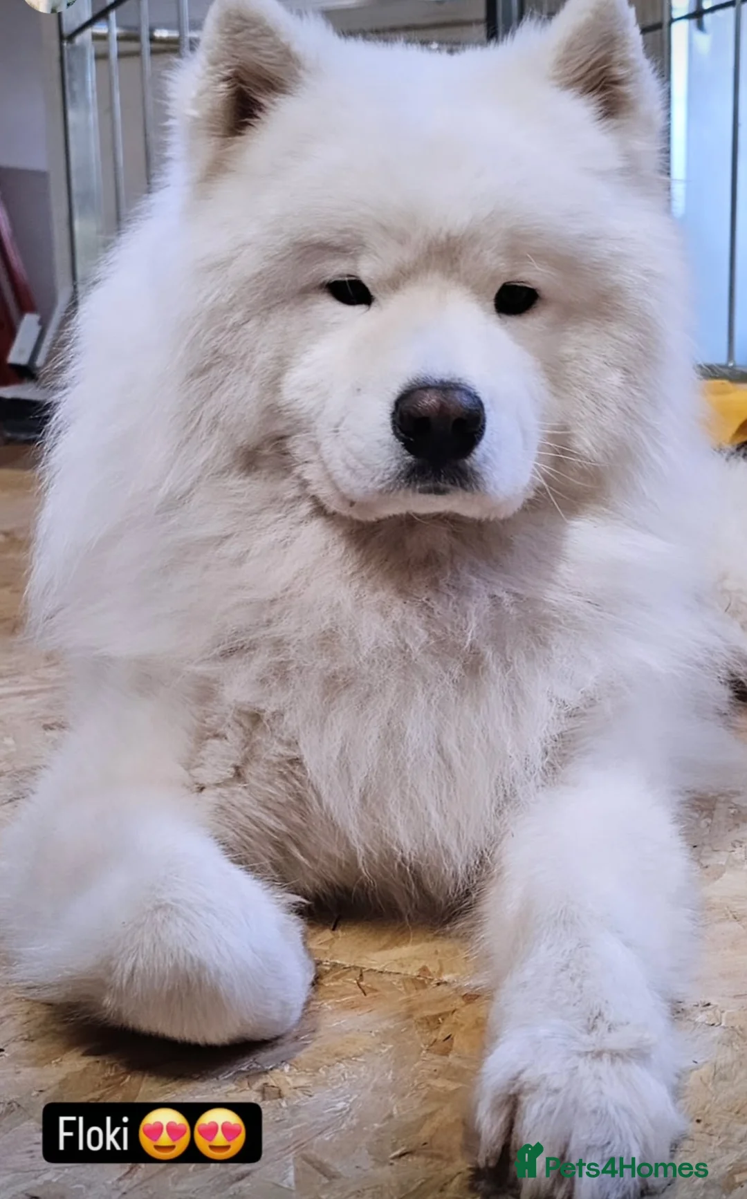 Samoyed dogs for stud: FULLY HEALTH TESTED KC Samoyed For Stud Champ Line - Advert 20