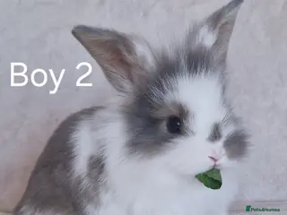 Mini Lion Lop rabbits Mini Lop X Double Maned Lionhead Babies - Advert 4