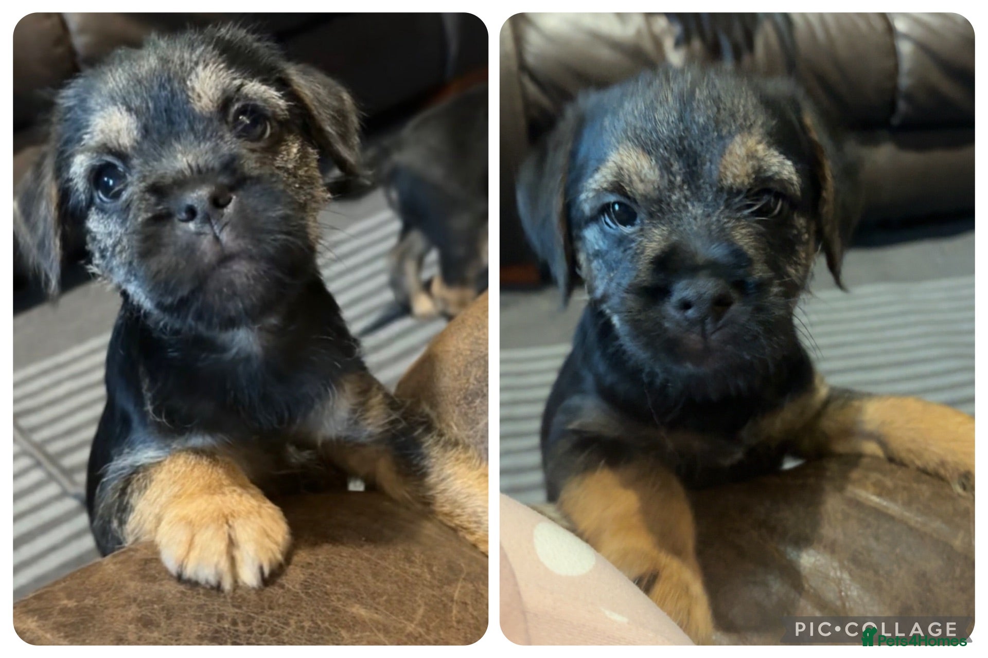 Border Terrier dogs 1 Beautiful KC Reg Dog Border Terrier Puppy - Advert 2