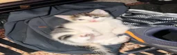British Shorthair cats for sale: Kitten’s  in Darlington - Advert 27