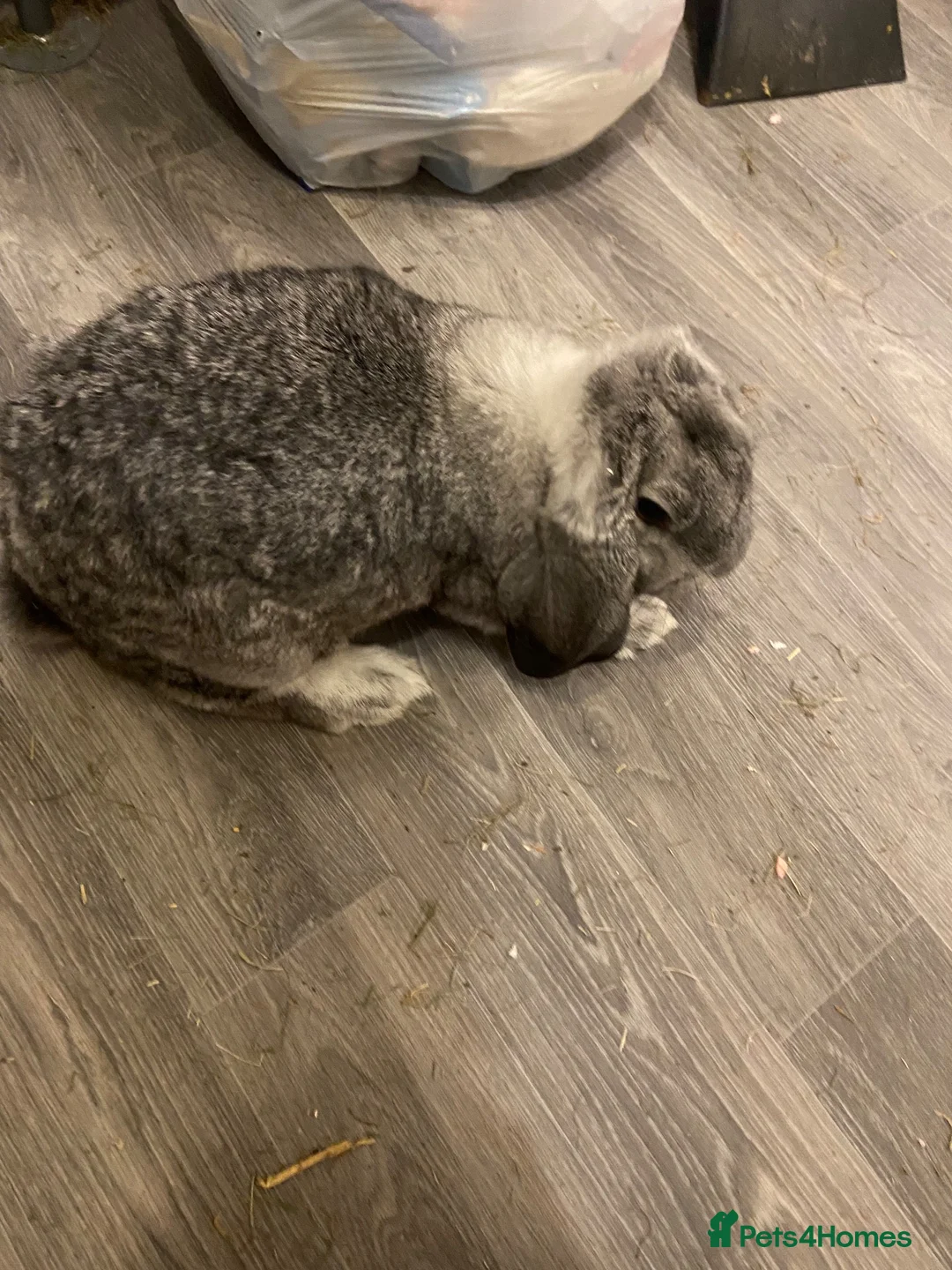 French Lop rabbits for sale: Coco  in Sunderland - Advert 2