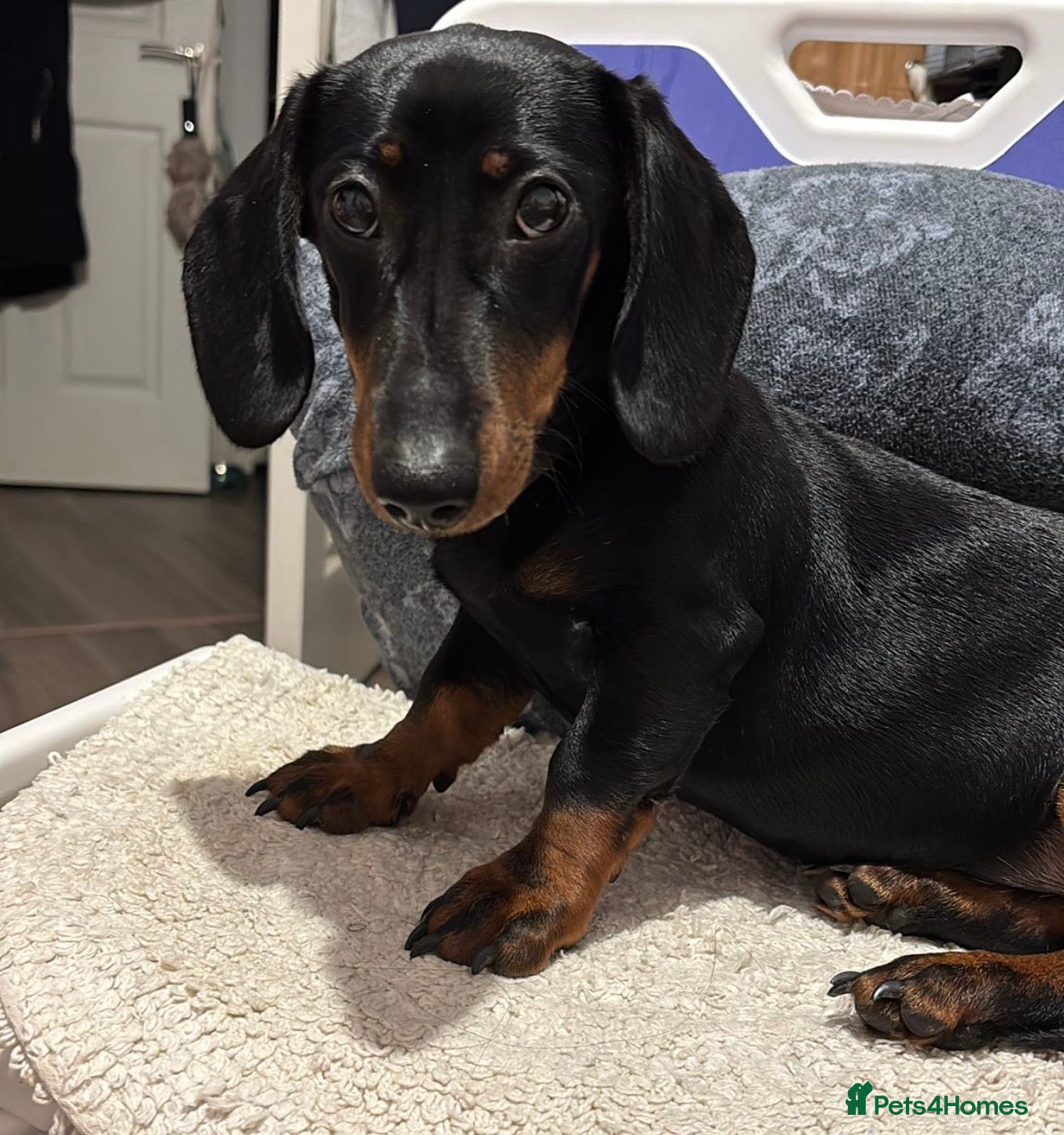 Miniature Dachshund dogs Miniature Dashshund looking for new home  - Advert 3