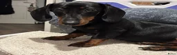 Miniature Dachshund dogs for sale: Miniature Dashshund looking for new home  in Scarborough - Advert 1