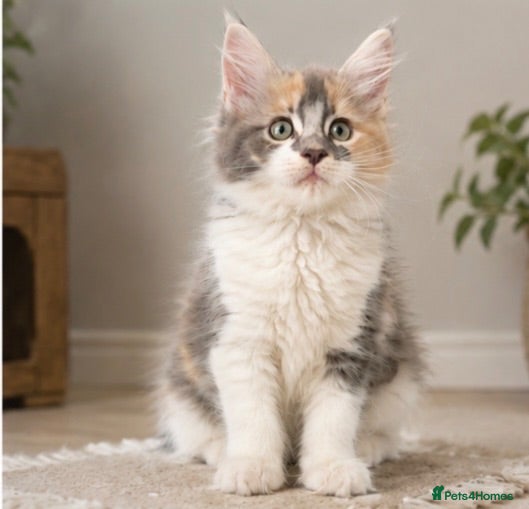 Mixed Breed cats Ragdoll x Mainecoon fully vaccinated kittens  - Advert 1