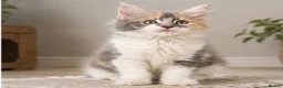 Mixed Breed cats for sale: Ragdoll x Mainecoon fully vaccinated kittens  - Advert 1