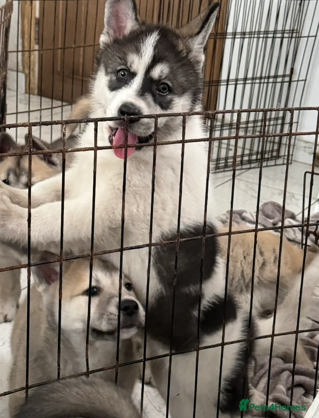 Siberian Husky dogs for sale: Siberian husky  - Advert 2