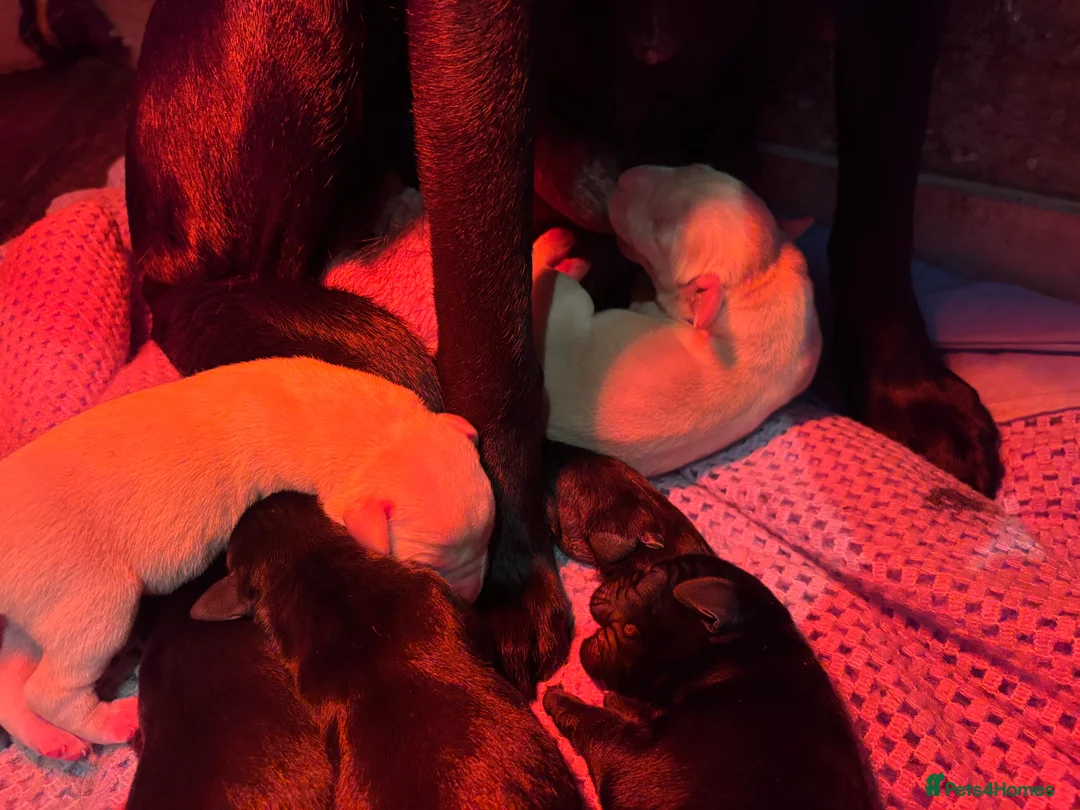 Labrador Retriever dogs for sale: Lovely Labrador litter  - Advert 5