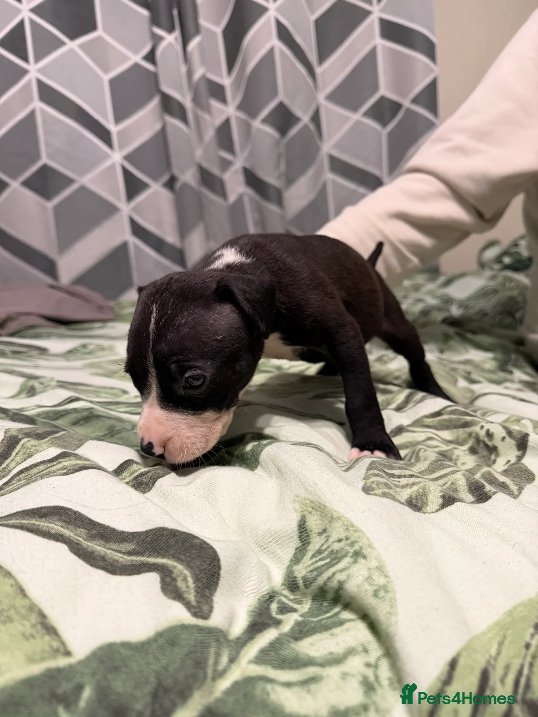 Mixed Breed dogs for sale: Puppies In Need Of New Home in Stoke-on-Trent - Advert 10