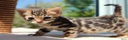 Bengal cats for sale: CUTE BENGAL FEMALE (TICA REG) - Advert 6