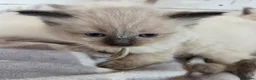Ragdoll cats for sale: *1 Girl left * - Advert 8