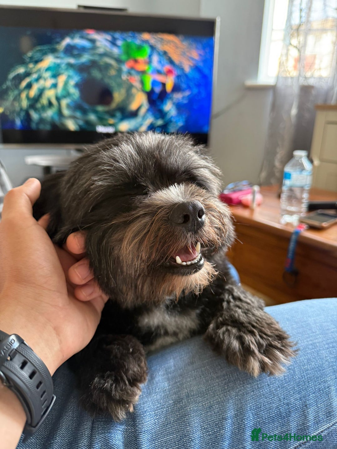 Mixed Breed dogs for stud: Mix-Breed Dog Available for Stud - Advert 1