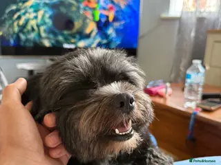 Mixed Breed dogs Pomeranian mix Shih Tzu breed Available for Stud - Advert 1