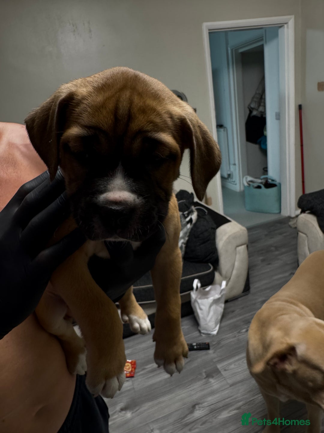 Mixed Breed dogs for sale: 7 beautiful puppies for sale - Image 3