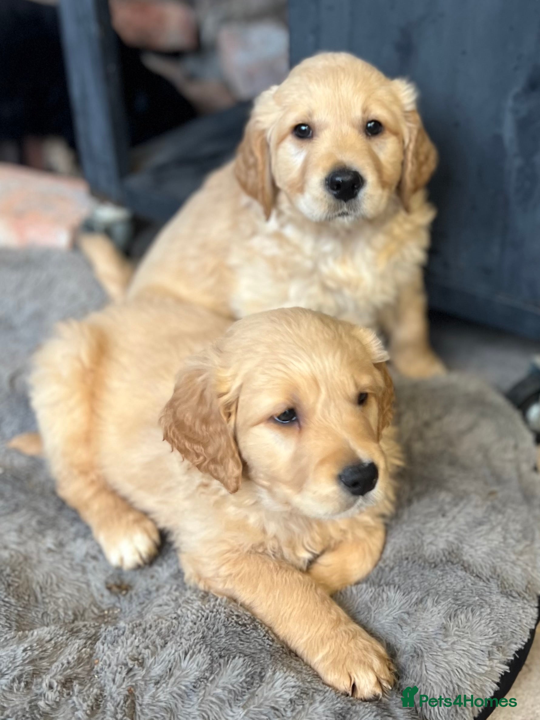 Mixed Breed dogs Golden mountain doodles  - Advert 12