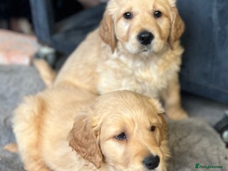 Mixed Breed dogs Golden mountain doodles - Advert 5