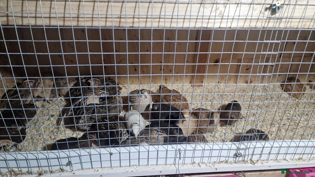 Mixed Breed birds for sale: Quail birds - Advert 1