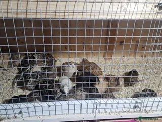 Mixed Breed birds Quail birds - Advert 1