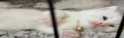 Turkish Angora cats for sale: Turkish Angora Kittens - Advert 2